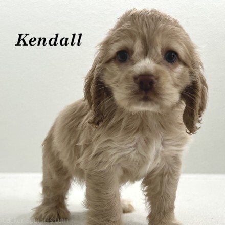 puppy, for, sale, Cocker Spaniel, Joe & Cherri  Overlease, dog, breeder, Miller, MO, dog-breeder, puppy-for-sale, forsale, nearby, find, puppyfind, locator, puppylocator, aca